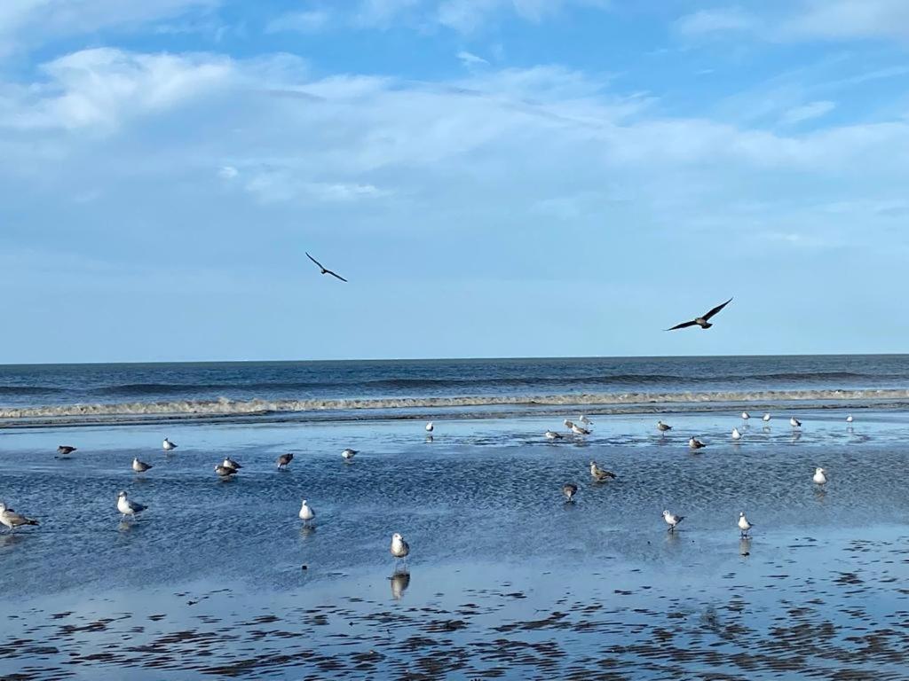 L'Escale A Deauville Dış mekan fotoğraf